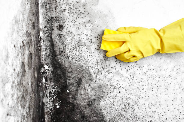 Best Residential Mold Removal  in Merrick, NY