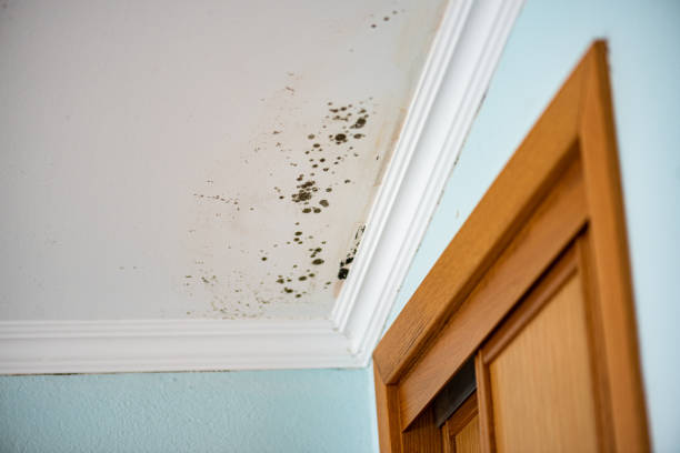 Best Home Mold Removal  in Merrick, NY