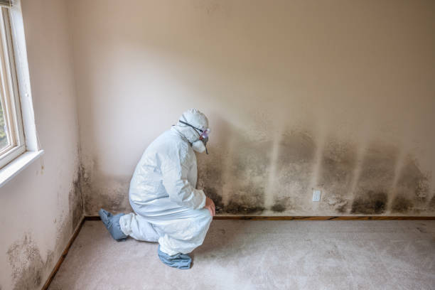 Best Attic Mold Removal  in Merrick, NY