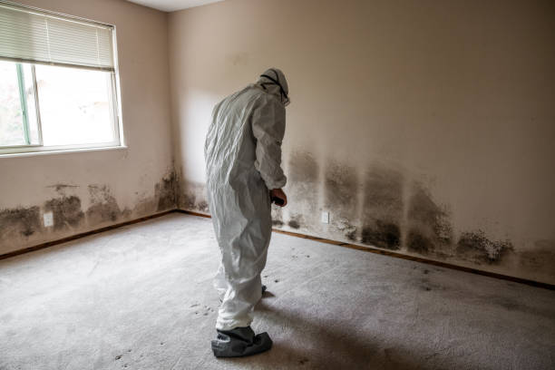 Attic Mold Removal in Merrick, NY