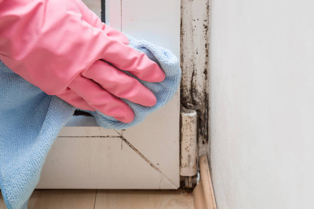 Best Fast Mold Removal  in Merrick, NY