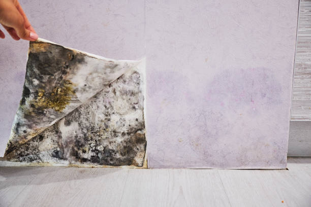 Best Mold Testing  in Merrick, NY